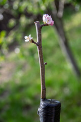 A scion is a cutting of a variety with desirable taste and other fruit characteristics, but with low frost resistance or susceptibility to disease.