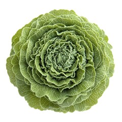 Obraz premium Ornamental kale close up studio shot on white background