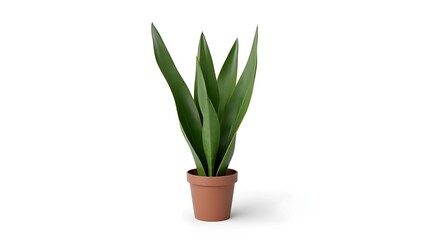 plant in a pot, green plant in a pot, plant, pot, flower, leaf, nature, isolated, rosemary, herb, tree, houseplant, flora, growth, leaves, flowerpot, botany, fresh, home, gardening, potted, herbal, de