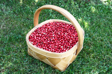 The original basket with forest bright cowberry costs on a green grass.