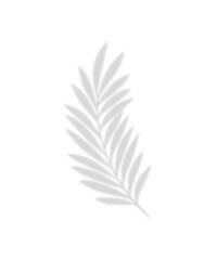 Tropical palm shadow on a sunny green wall. Soft blurred botanical leaf texture with natural...