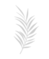 Tropical palm shadow on a sunny green wall. Soft blurred botanical leaf texture with natural sunlight and jungle foliage. Romantic, spring-themed background with fern silhouette