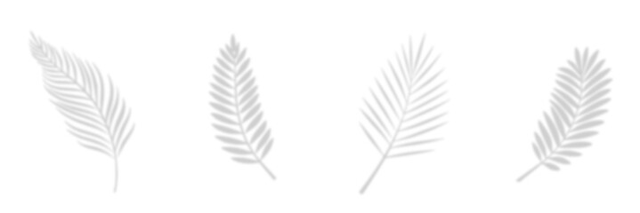 Tropical palm shadow on a sunny green wall. Soft blurred botanical leaf texture with natural sunlight and jungle foliage. Romantic, spring-themed background with fern silhouette