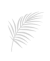 Tropical palm shadow on a sunny green wall. Soft blurred botanical leaf texture with natural sunlight and jungle foliage. Romantic, spring-themed background with fern silhouette