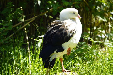 The Andean goose (Oressochen melanopterus, syn.: Chloephaga melanoptera) is a bird in the family Anatinae. Bird Park, Walsrode.