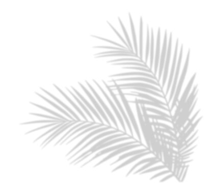 Tropical palm shadow on a sunny green wall. Soft blurred botanical leaf texture with natural sunlight and jungle foliage. Romantic, spring-themed background with fern silhouette