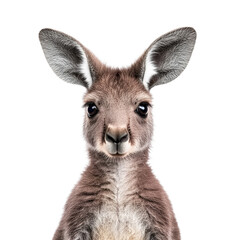 Obraz premium Isolated Kangaroo on White Background in Raw High Fidelity Style
