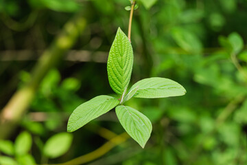 
Four beautiful symmetrical leaves on one branch in different directions in the shape of a cross.