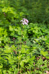 Cardiac, or Toothpick (Latin: Cardámine).