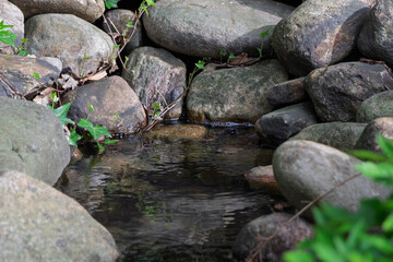 
A small stream looking like a waterfall amidst rocks and Asian-style grasses
