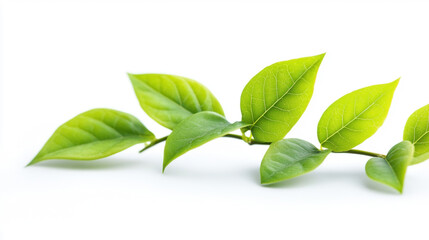 eco-friendly, green leaves isolated on white background. 