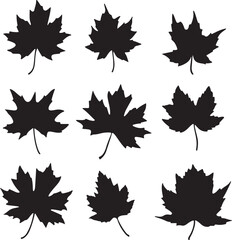 Black Silhouette Maple Leaves Set Isolated on White Background Autumnal Design
