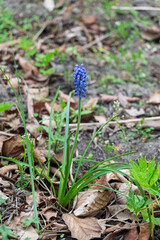 

Viper's onion undetected (Latin: Muscári negléctum) is a perennial herbaceous plant