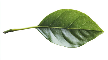 Obraz premium green leaves isolated on pure white. 