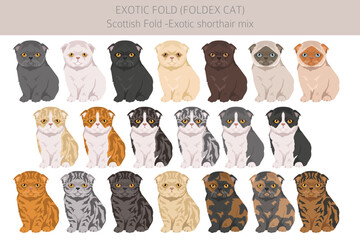 Foldex cat, Exotic Fold Cat clipart. All coat colors set.  All cat breeds characteristics infographic. Vector illustration