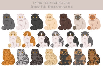 Foldex cat, Exotic Fold Cat clipart. All coat colors set.  All cat breeds characteristics infographic. Vector illustration