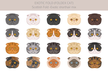 Foldex cat, Exotic Fold Cat clipart. All coat colors set.  All cat breeds characteristics infographic. Vector illustration