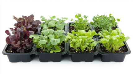 include seed packets for lettuce and salad greens and small seedlings in a container, Isolated on pure white background.