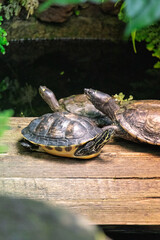 Obraz premium small Turtles lying in their habitat basking in the sun.