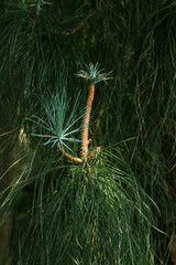 
White Mexican pine can grow in full sun or semi-shade.