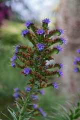 
The common bruise or blush (Latin: Échium vulgáre) is a herbaceous plant; a species of the genus bruise of the borage family (Boraginaceae).