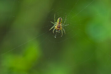 macro
