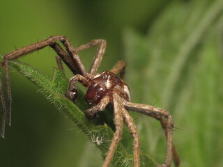 Pająk Bagnik z bliska