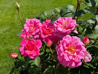 Rose shrub with bright pink blooms.