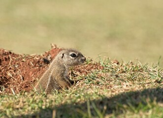 Grey ground squirrel at burrow entrance