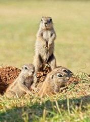 Grey Ground Squirrels keeping look out