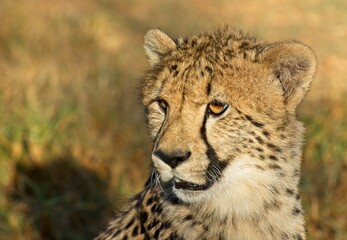 Close up of cheetah