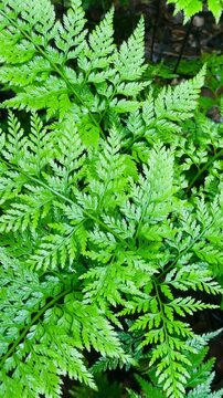 Ferns Swaying in the Rain on a Cloudy Day &ndash; Natural Rainfall Scene.