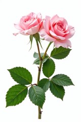 Fototapeta premium Delicate pink rose blossoms and lush green leaves isolated on pure white , wallpaper, background