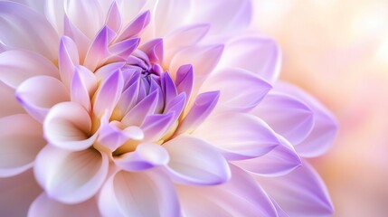 Close-Up of a Delicate Lavender Dahlia Flower