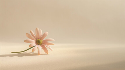 Obraz premium Pastel Flower on Beige Surface in Minimalist Composition