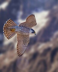Peregrine falcon in a dynamic flight pose against a blurred background. Capturing the speed and agility of this magnificent bird of prey.