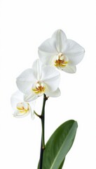 Obraz premium Pure white orchid blossom, isolated on seamless white background, phalaenopsis, white orchid, flower photography