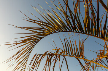 A palm tree with a leafy green stem and a brown tip