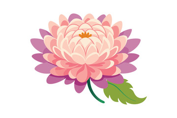 Chrysanthemum flower isolated on white background