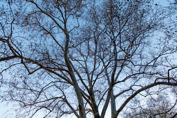 A tree with no leaves is in the middle of a clear blue sky