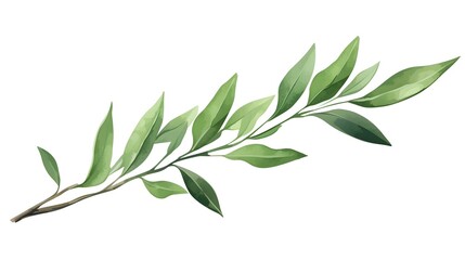 High-Quality Watercolor Drawing of Green Laurel Branch for Creative Projects