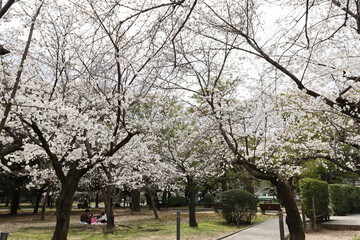 Cherry tree in bloom Hiroshima, Japan