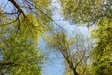 A beautiful view of trees with leaves and branches reaching up towards the sky