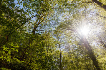 Obraz premium The sun is shining through the trees, casting a warm glow on the forest floor