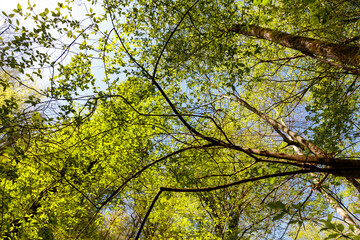 A beautiful forest with trees and leaves