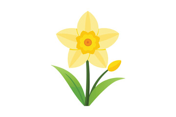 Yellow daffodil flower vector illustration on white background