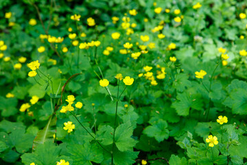 A field of yellow flowers with green leaves