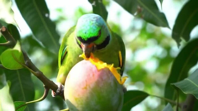 Parrot eating fruit on a branch