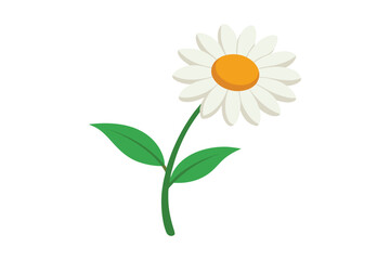 Daisy flower isolated on white background