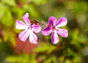 Two pink flowers are in the foreground of a green background